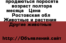 продаються поросята возраст полтора месяца › Цена ­ 2 500 - Ростовская обл. Животные и растения » Другие животные   